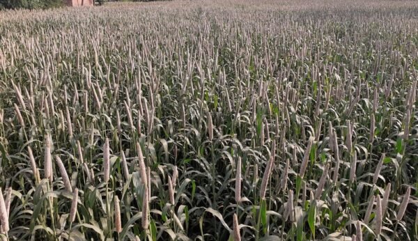 HYBRID PEARL MILLET-BS-1174+