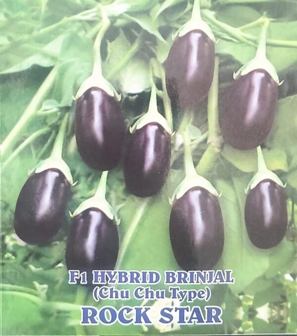 HYBRID BRIJAL - ROCKSTAR