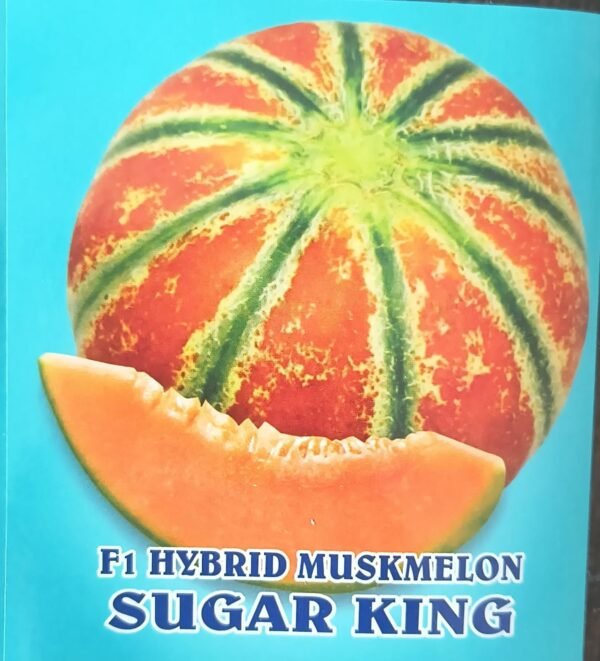 HYBRID MUSKMELON- SUGAR KING