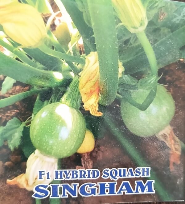 HYBRID SQUASH -SINGHAM