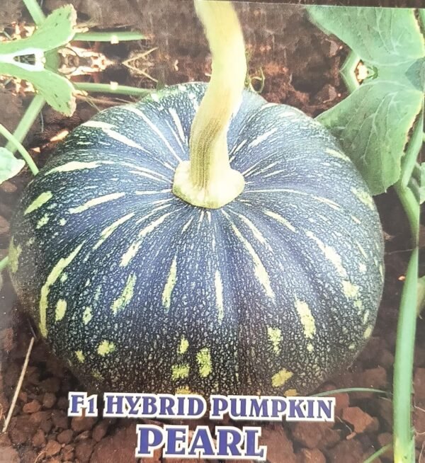 HYBRID PUMPKIN- PEARL