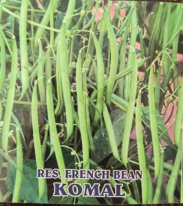 HYBRID FRENCH BEAN- KOMAL