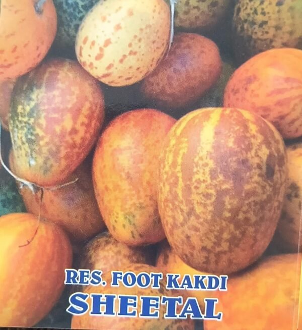 HYBRID FOOT KAKDI - SHEETAL