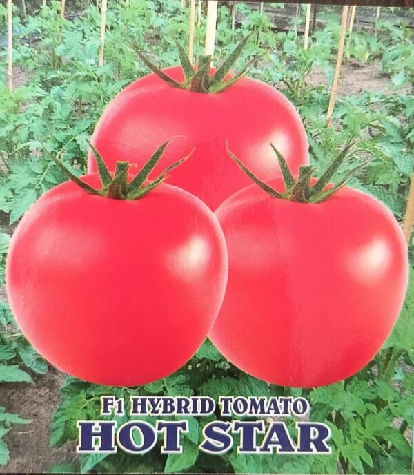 HYBRID TOMATO- HOT STAR