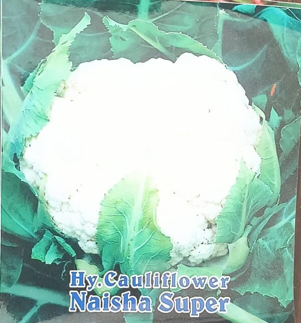 HYBRID CAULIFLOWER- NAISHA SUPER