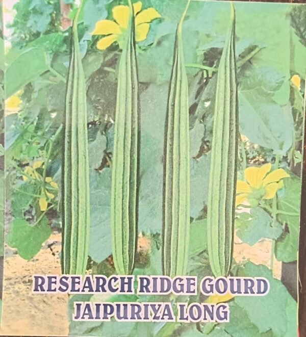 RESEARCH RIDGE GOURD- JAIPURIA LONG