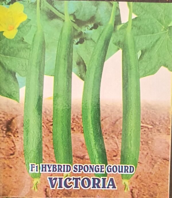 HYBRID SPONGE GOURD- VICTORIA