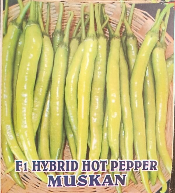 HYBRID HOT PEPPER- MUSKAN
