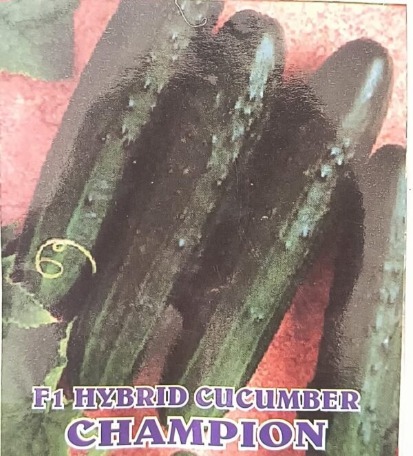 HYBRID CUCUMBER - CHAMPION