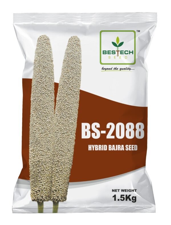 hybrid pearl millet-BS-2088