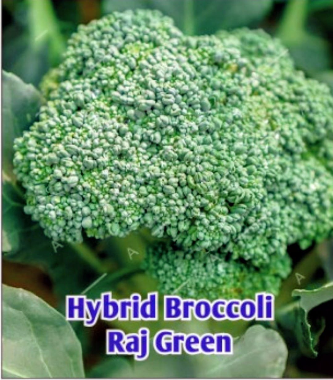 Broccoli