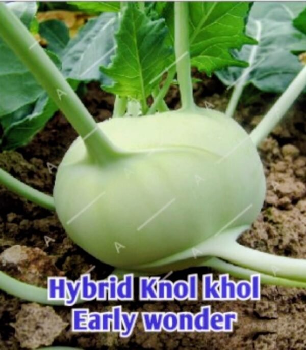Hy knol-khol-early wonder