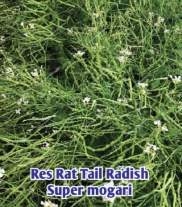 Res Rat Tail Radish- Super Mogari