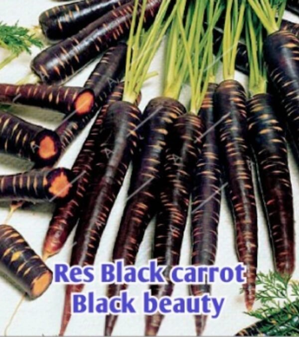 Res Black carrot- black beauty