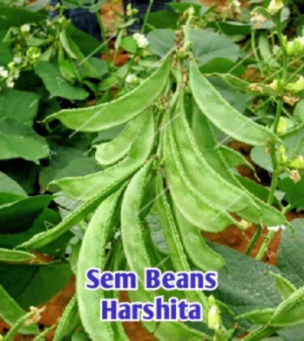 Res Sem  Beans-Harshita
